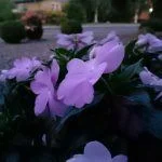 Testfoto Sony Xperia Z3