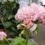 Testfoto fra Samsung Galaxy S6 / S6 Edge