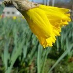 Testfoto fra Samsung Galaxy S6 / S6 Edge