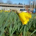 Testfoto fra Samsung Galaxy S6 / S6 Edge