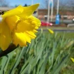 Testfoto fra Samsung Galaxy S6 / S6 Edge