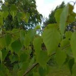 Foto taget med LG G4