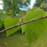 Foto taget med LG G4