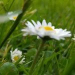 Foto taget med LG G4