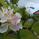 Foto taget med LG G4