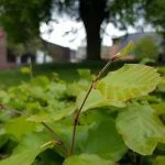 Testfoto: Samsung Galaxy S6