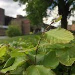 Testfoto: iPhone 6 Plus