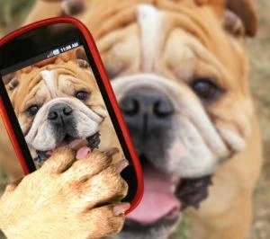 hund med smartphone