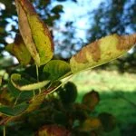 Foto taget med Sony Xperi Z5 Compact