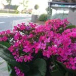 Foto taget med Sony Xperi Z5 Compact