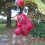 Foto taget med Sony Xperi Z5 Compact