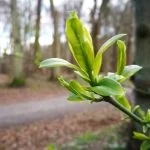 Foto fra Huawei P9 (Foto: MereMobil.dk