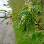 Taget med Nokia 8 Sirocco