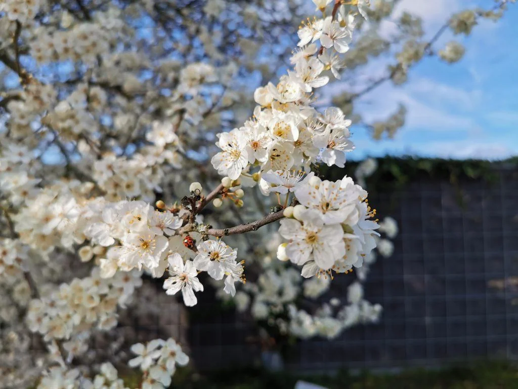Taget med Huawei P30 Pro