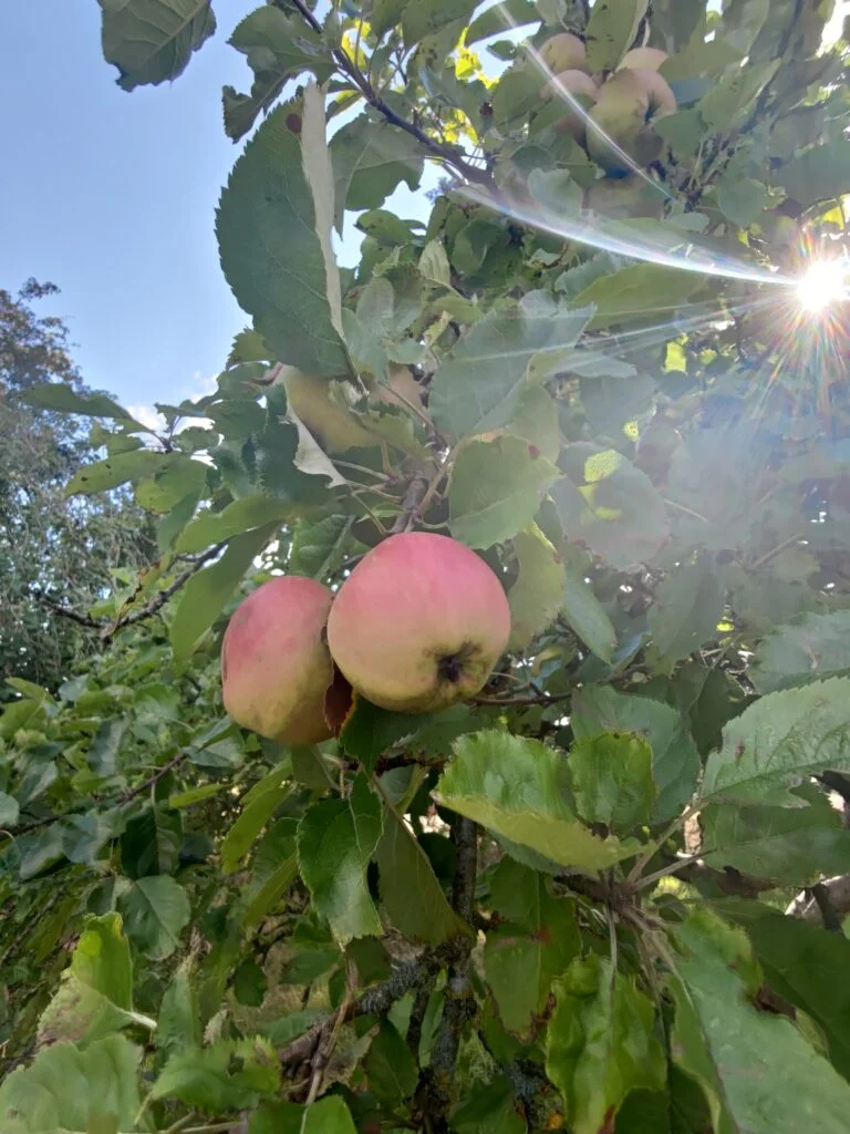 Billede taget med ASUS Zenfone 7 Pro (Foto: MereMobil)