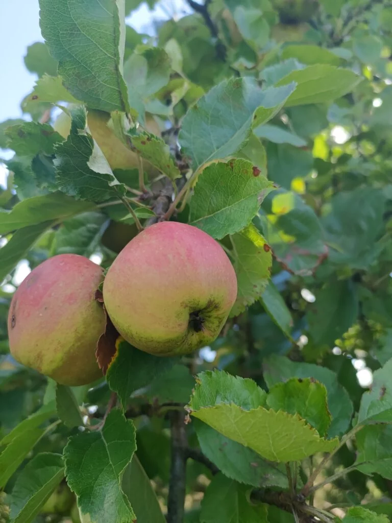 Billede taget med ASUS Zenfone 7 Pro (Foto: MereMobil)