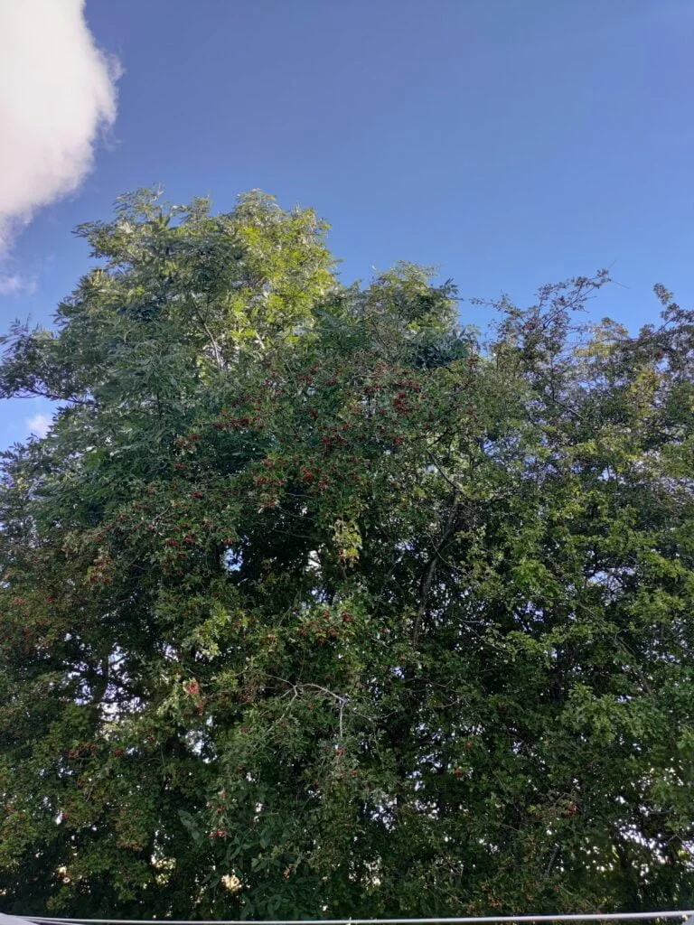Billede taget med ASUS Zenfone 7 Pro (Foto: MereMobil)