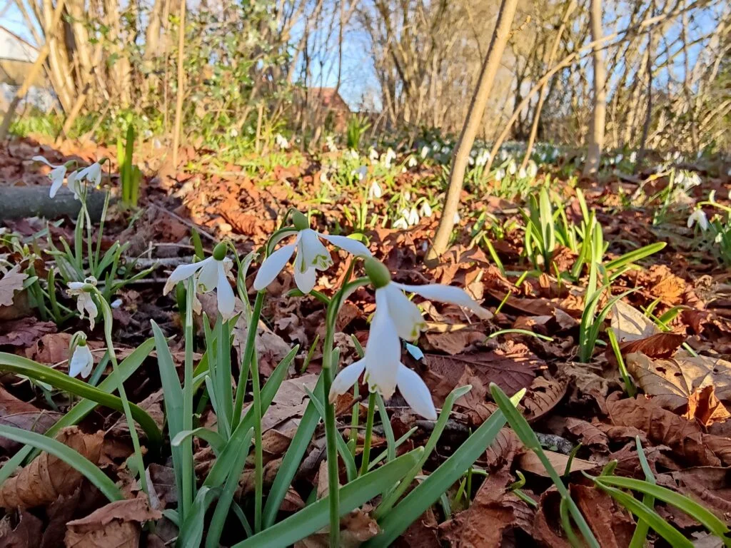 Taget med OnePlus 9 Pro