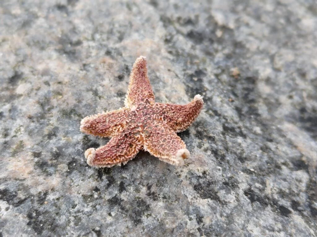 Foto med ZenFone 8 (Foto: MereMobil.dk)