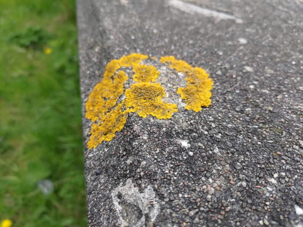 Foto med ZenFone 8 (Foto: MereMobil.dk)