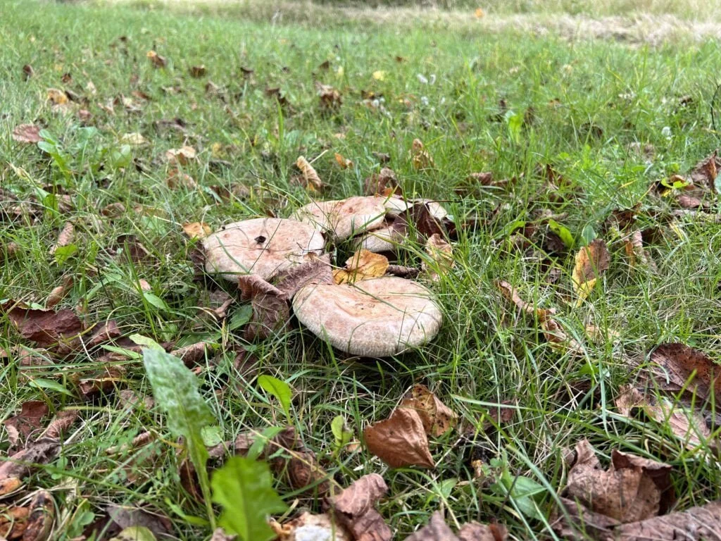 Taget med iPhone 13 Pro