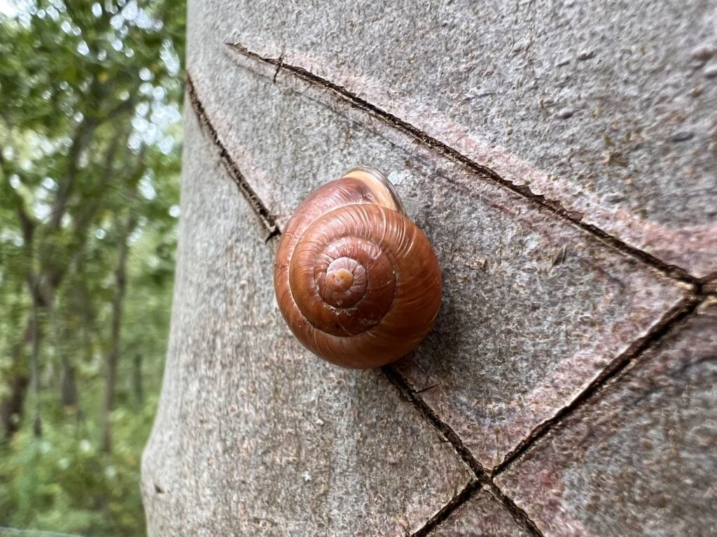 Taget med iPhone 13 Pro, makro