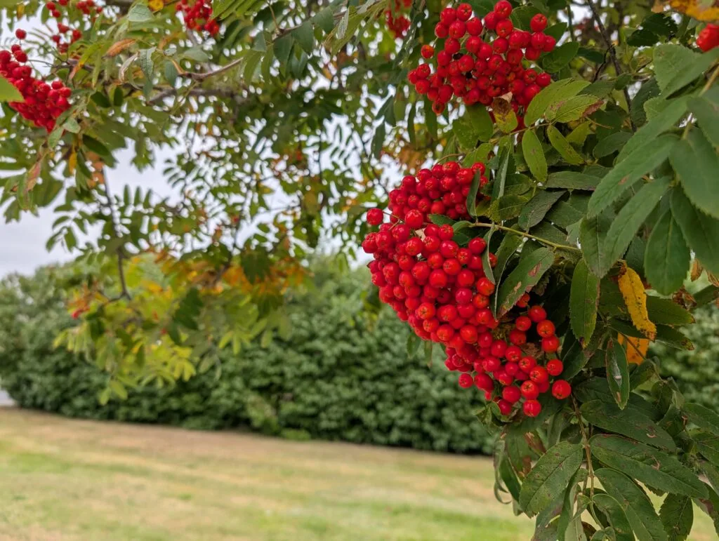 Pixel 10 Pro (taget med)