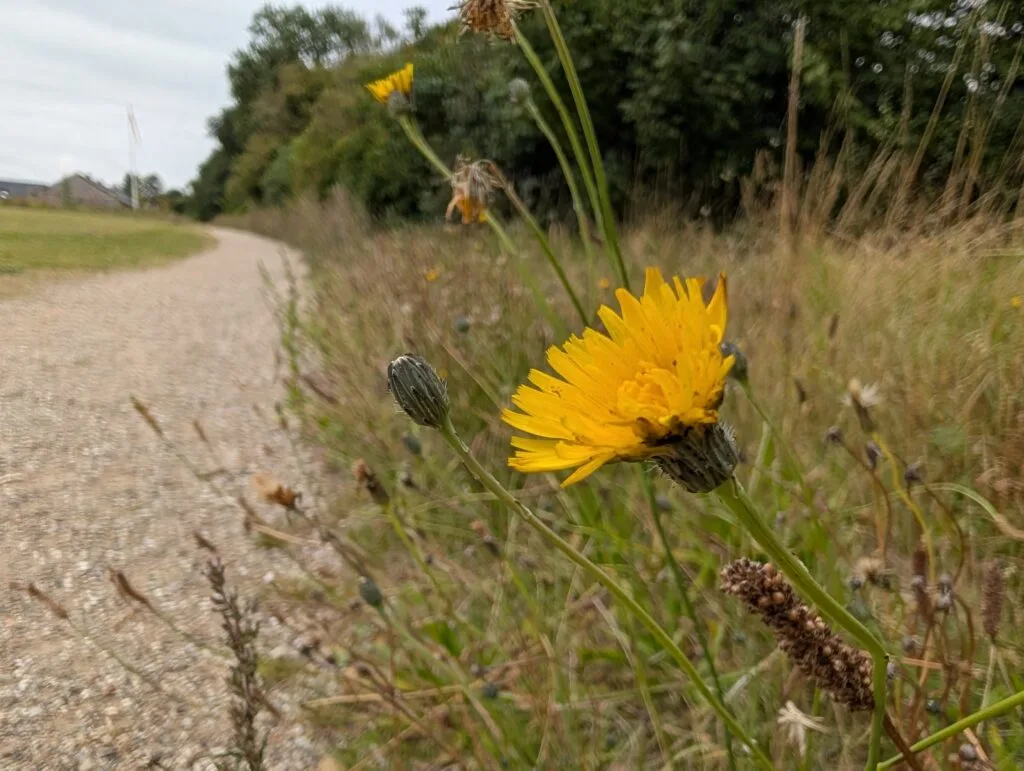 Pixel 10 Pro (taget med)