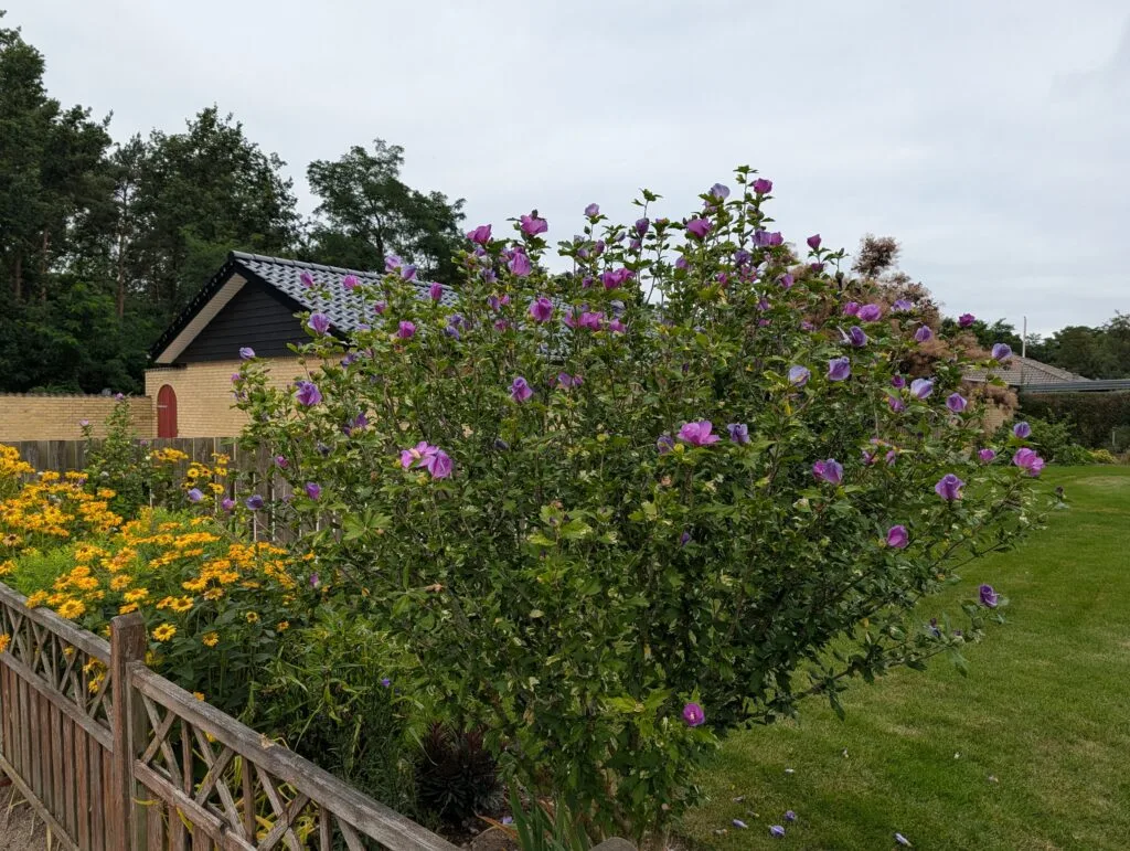 Pixel 10 Pro (taget med)