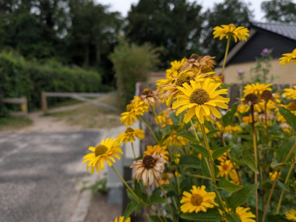 Pixel 10 Pro (taget med)