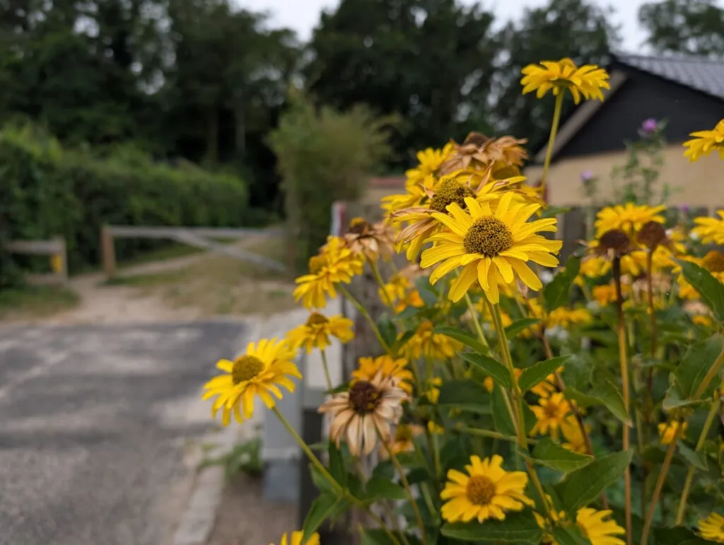 Pixel 10 Pro (taget med)