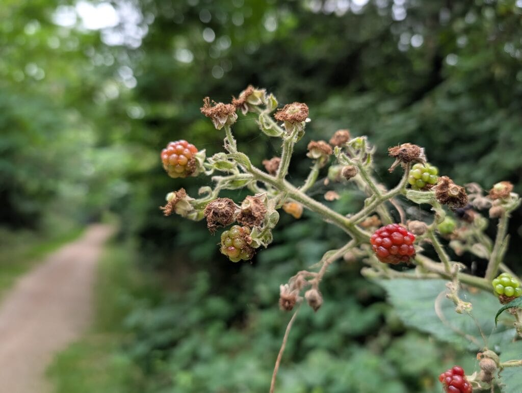 Pixel 10 Pro (taget med)
