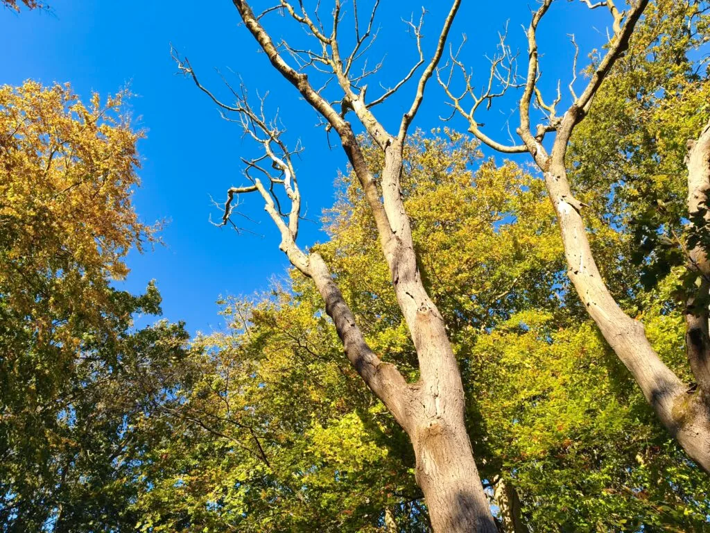 Taget med Xiaomi 15T Pro