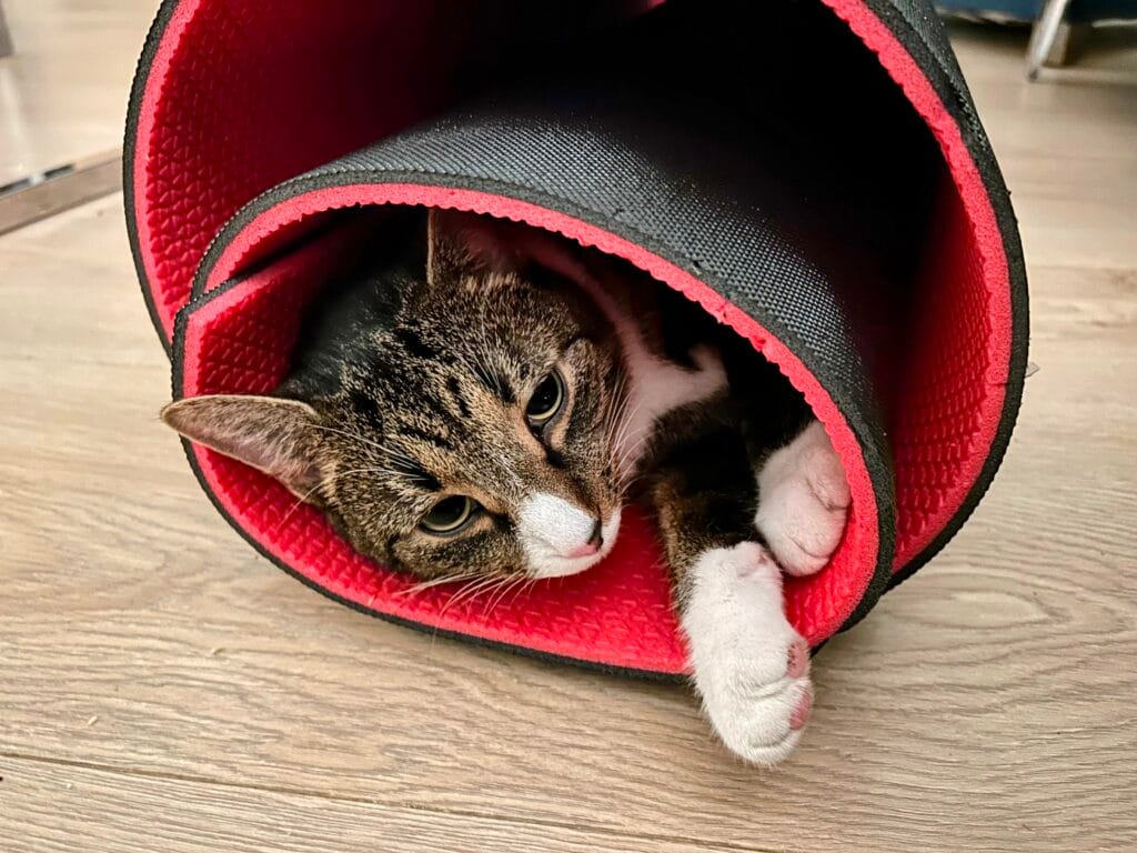 kat kæledyr