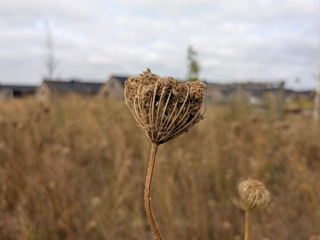 Taget med Pixel 11 Pro