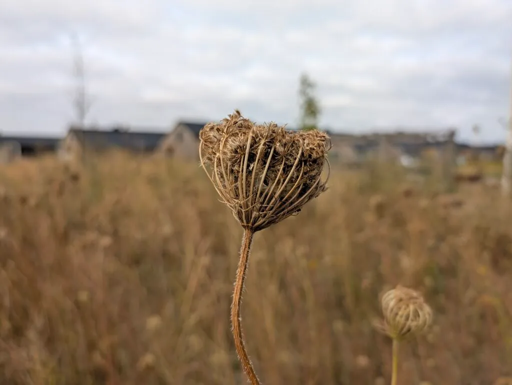 Taget med Pixel 11 Pro